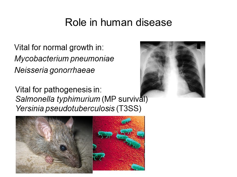 Role in human disease Vital for normal growth in: Mycobacterium pneumoniae Neisseria gonorrhaeae Vital